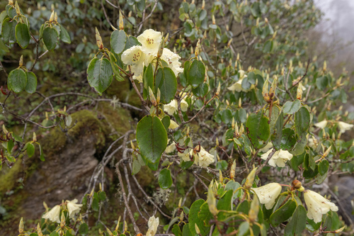 Honey-bell rhododendron (Rhododendron campylocarpum)