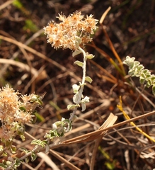 Plecostachys serpyllifolia