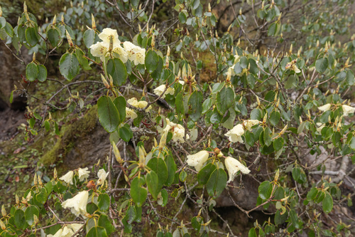 Rhododendron campylocarpum, photograph 1