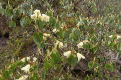 (c) Morten Ross, some rights reserved (CC BY) Rhododendron campylocarpum, photograph (c) Morten Ross, some rights reserved (CC BY)