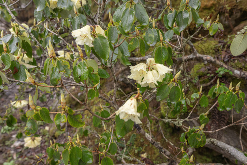Rhododendron campylocarpum, photograph 2