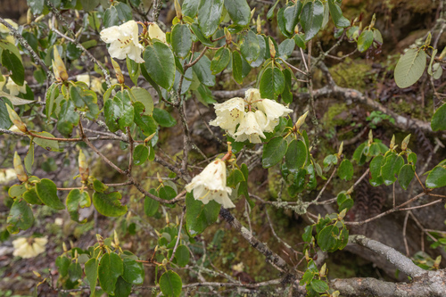 Rhododendron campylocarpum, photograph 3
