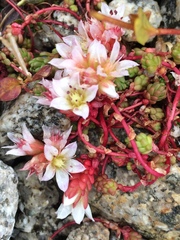 Sedum candolleanum