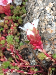 Sedum candolleanum