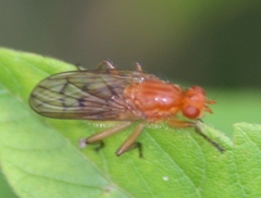 Dryomyza