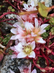 Sedum candolleanum