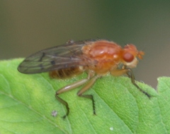 Dryomyza