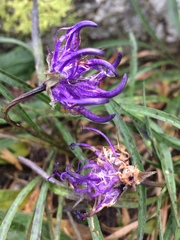 Phyteuma hemisphaericum