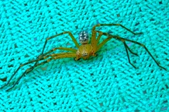 Curicaberis culiacan