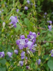Strobilanthes cordifolia