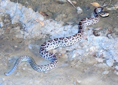 Crotalus basiliscus