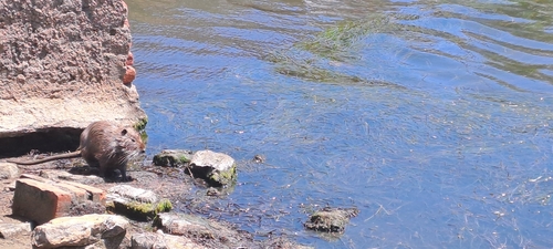 Coypu