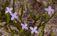 Gnidia penicillata