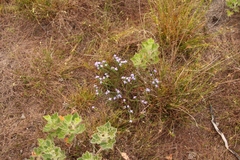 Gnidia penicillata