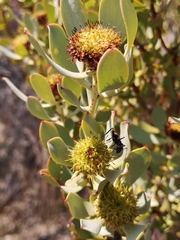 Leucadendron loranthifolium