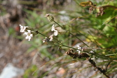 Silene parryi
