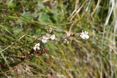 Silene parryi