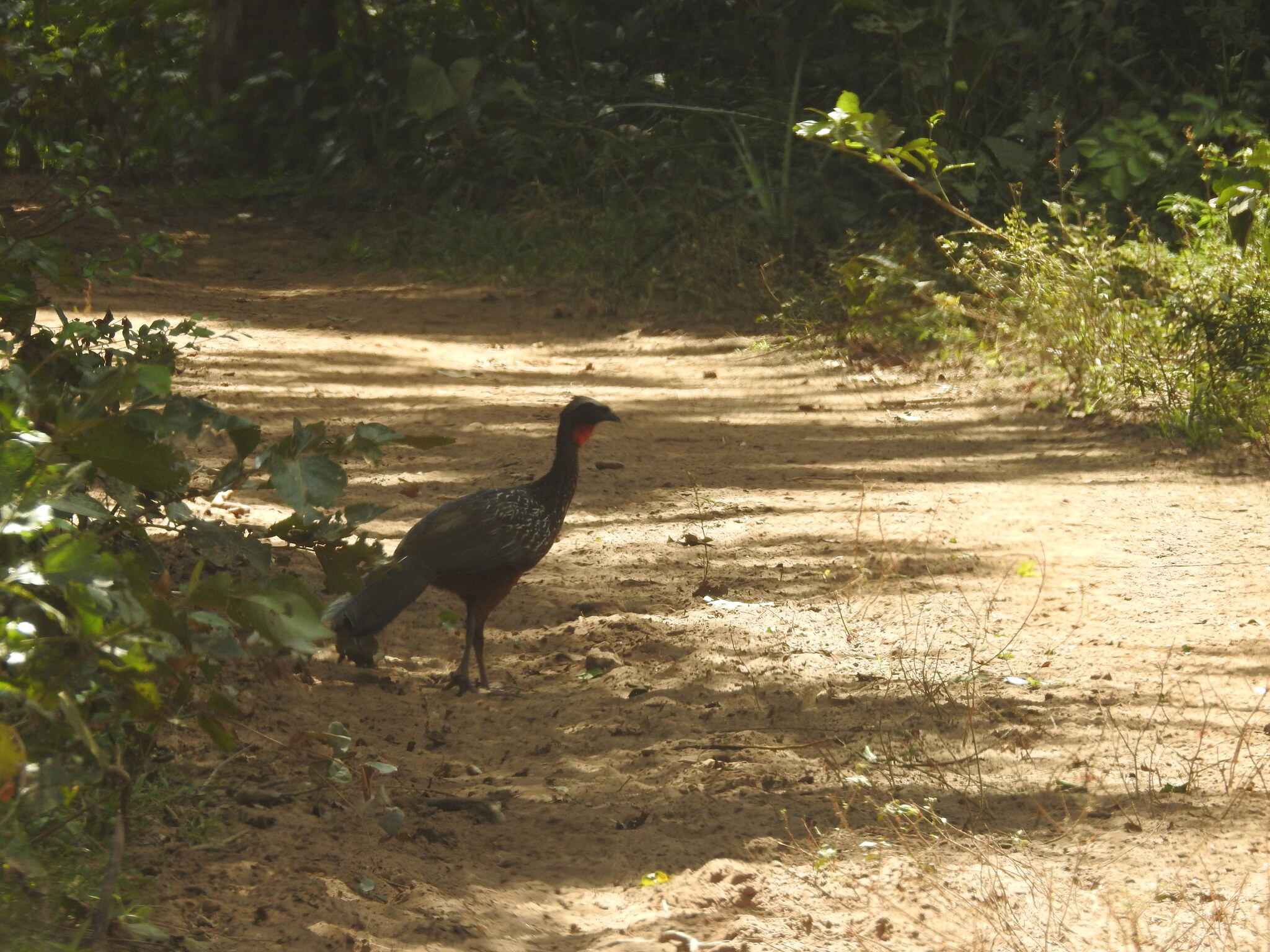 Chestnut-bellied Guan (Penelope ochrogaster), photo 4