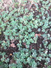 Oxalis corniculata
