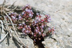 Sedum caeruleum