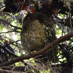 Otus rutilus rutilus
