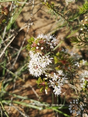 Agathosma bisulca