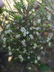 Macrostylis squarrosa