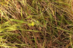 Gnidia humilis