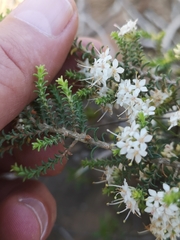 Macrostylis squarrosa