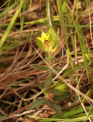 Gnidia humilis