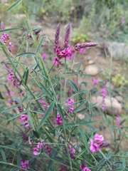 Indigofera venusta
