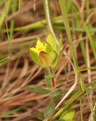 Gnidia humilis