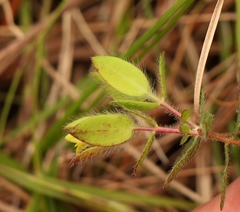 Gnidia humilis
