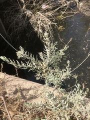 Oenothera cinerea cinerea
