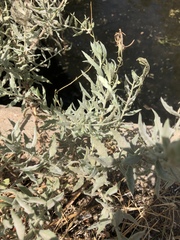 Oenothera cinerea cinerea