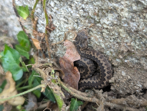 Seoane's Viper
