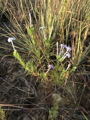 Ipomopsis longiflora longiflora