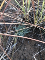 Dalea cylindriceps