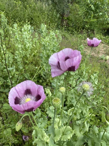 opium poppy (Papaver somniferum)