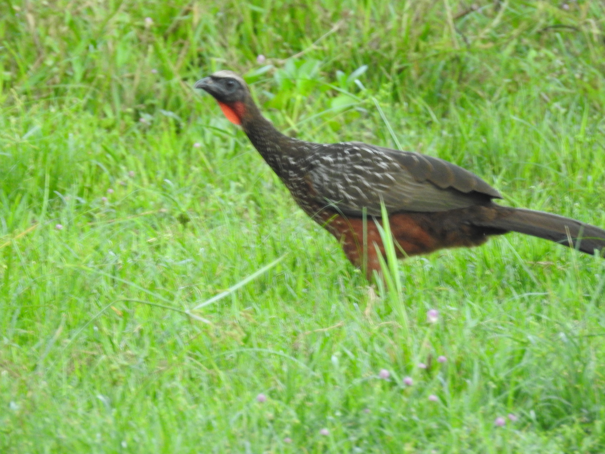 Chestnut-bellied Guan (Penelope ochrogaster), photo 3