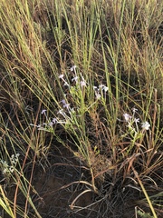 Ipomopsis longiflora longiflora