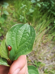 Coccinella septempunctata