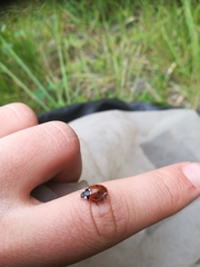 Coccinella septempunctata