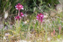 Anacamptis papilionacea grandiflora