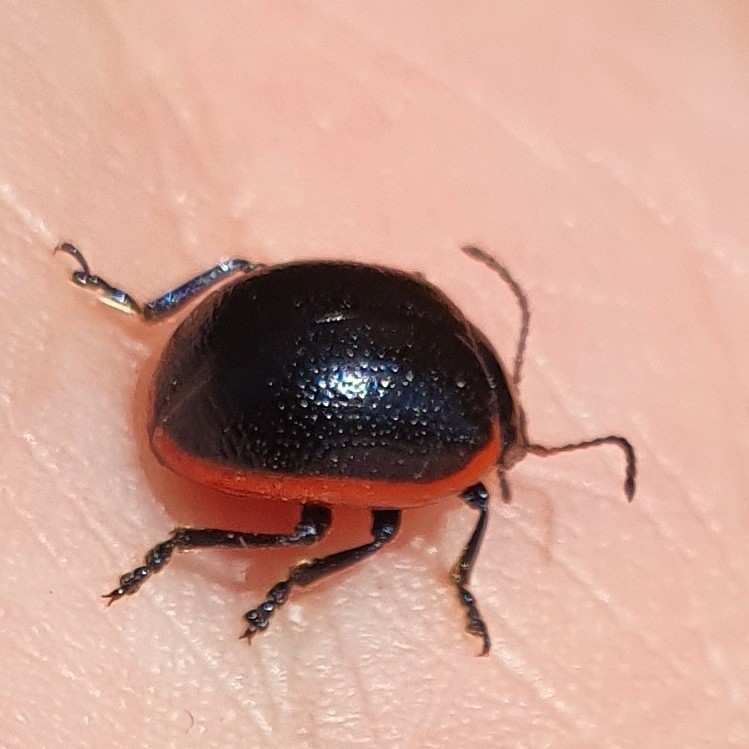 Chrysolina rossia
