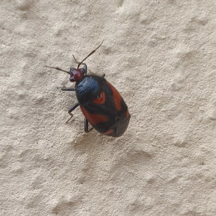 Deraeocoris schach
