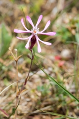 Silene kemoniana