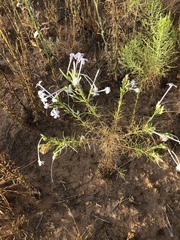 Ipomopsis longiflora longiflora