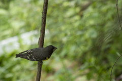 Mycerobas melanozanthos