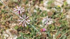 Silene kemoniana